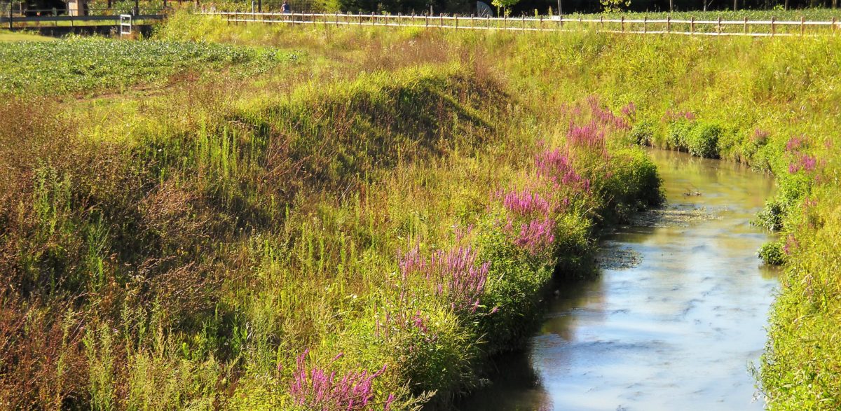 Populus Alba al Consorzio Acque Risorgive